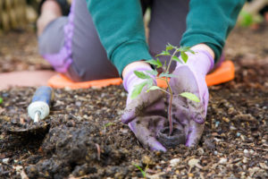 Organic Gardening